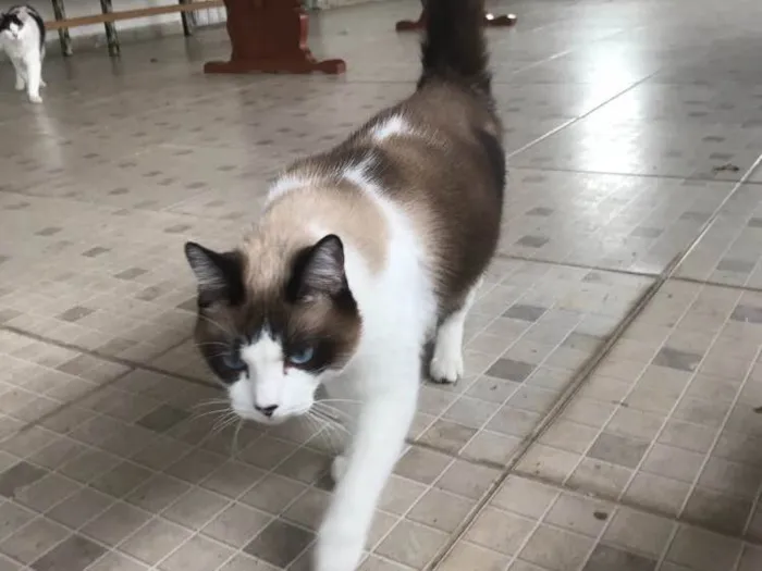 Gato ra a SRD idade 2 anos nome Bell