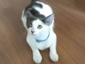 Gato raça SRD idade 7 a 11 meses nome Cookie