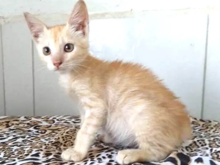 Gato ra a SRD idade 2 a 6 meses nome Bond
