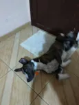 Max