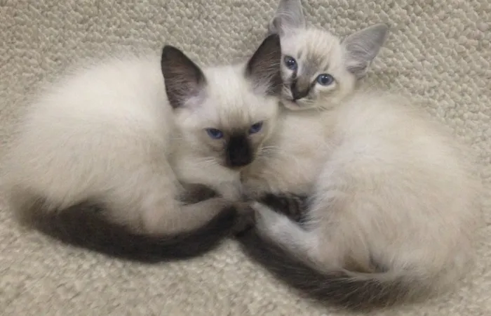 Gato ra a Srd  idade 2 a 6 meses nome Não tem nome 