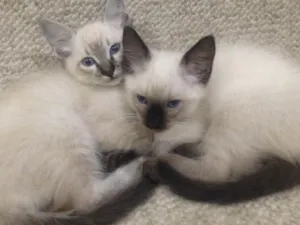Gato raça Srd  idade 2 a 6 meses nome Não tem nome 