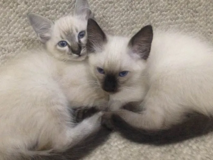 Gato ra a Srd  idade 2 a 6 meses nome Não tem nome 