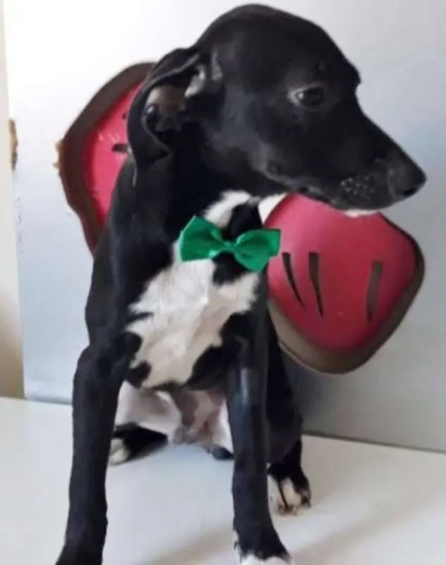 Cachorro ra a SRD idade 2 a 6 meses nome LUCKY