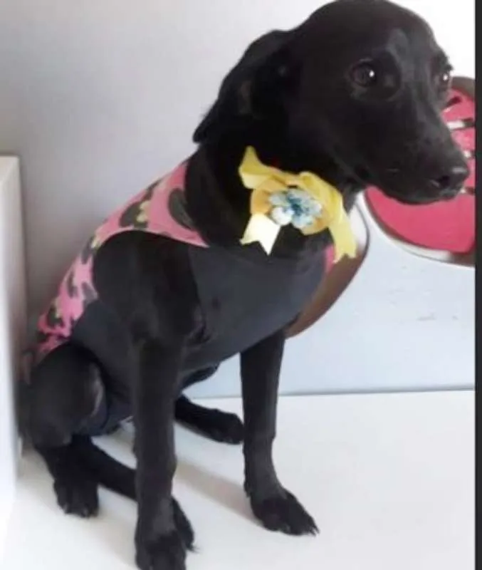 Cachorro ra a SRD idade 2 a 6 meses nome JOLIE