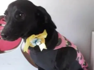 Cachorro raça SRD idade 2 a 6 meses nome JOLIE