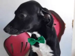 Cachorro raça SRD idade 2 a 6 meses nome LUCKY