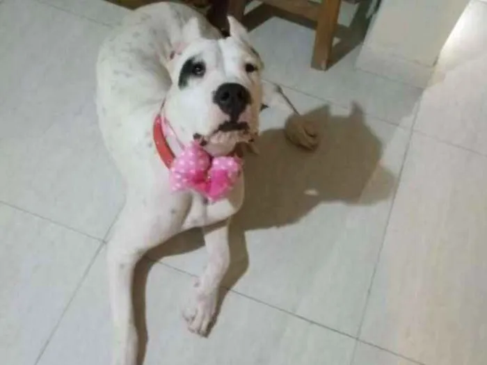 Cachorro ra a Dog argentino idade  nome Zaira