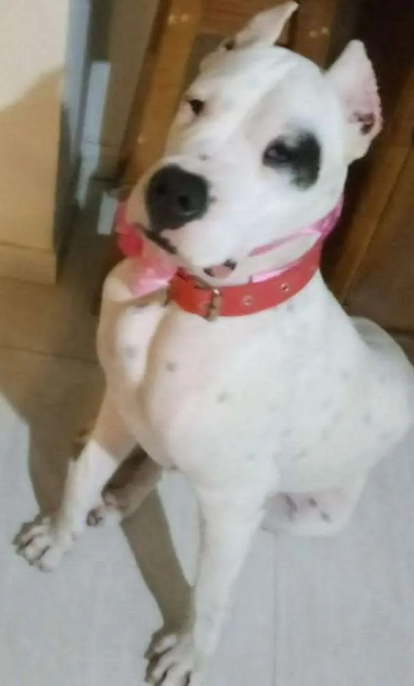 Cachorro ra a Dog argentino idade  nome Zaira