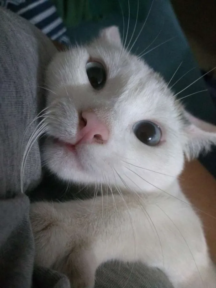 Gato ra a Srd idade 2 a 6 meses nome Rayanne