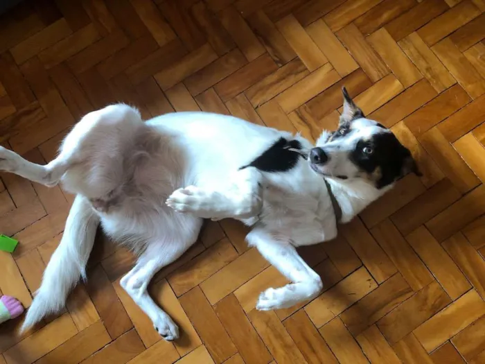 Cachorro ra a Vira lata idade 2 anos nome Não tem 