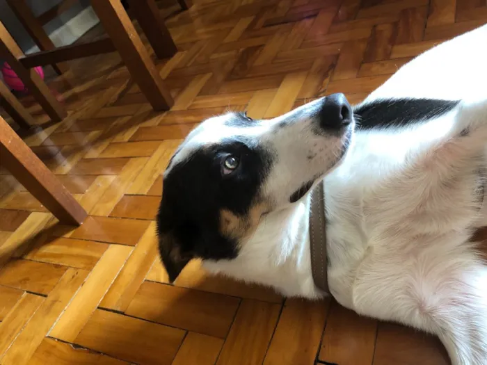 Cachorro ra a Vira lata idade 2 anos nome Não tem 