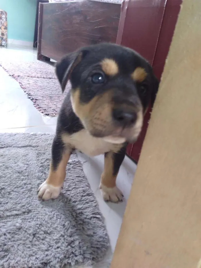 Cachorro ra a Vira lata idade 2 a 6 meses nome Não tem nome ainda