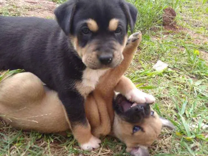 Cachorro ra a Vira lata idade 2 a 6 meses nome Não tem nome ainda