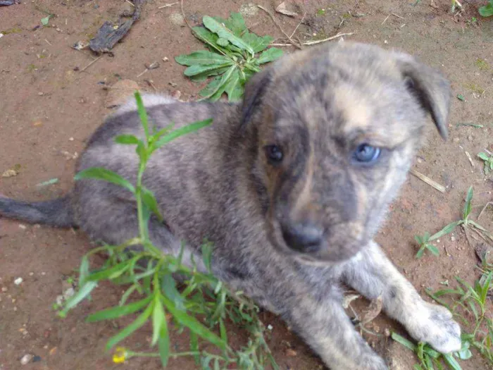 Cachorro ra a Vira lata idade 2 a 6 meses nome Não tem nome ainda