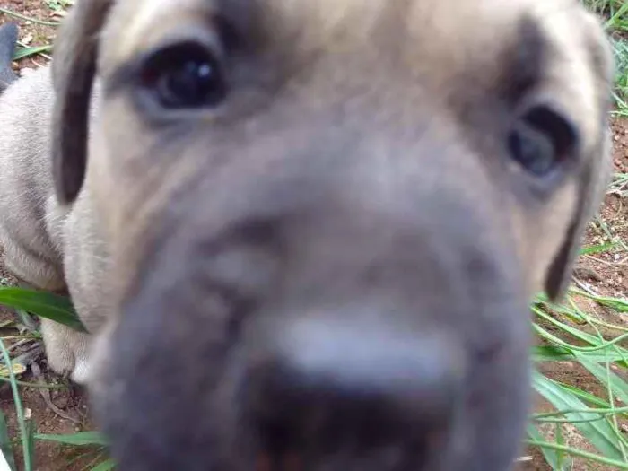 Cachorro ra a Vira lata idade 2 a 6 meses nome Não tem nome ainda