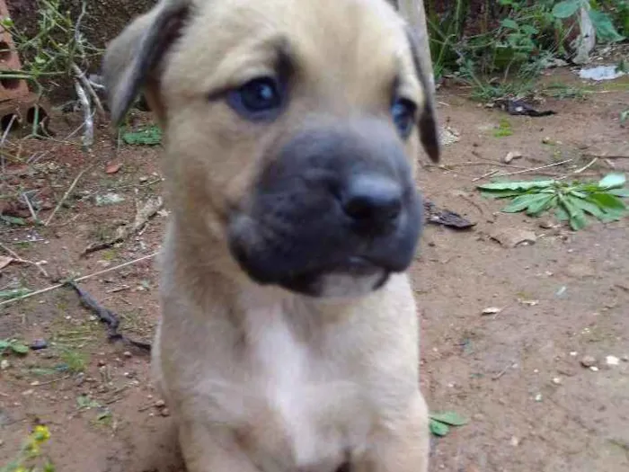 Cachorro ra a Vira lata idade 2 a 6 meses nome Não tem nome ainda