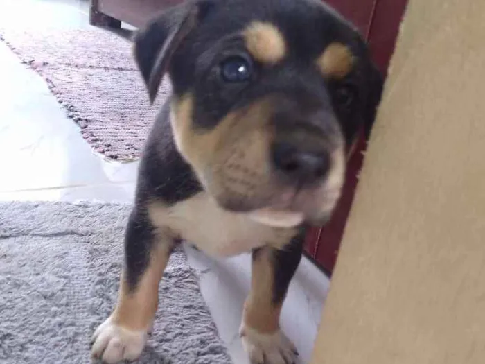 Cachorro ra a Vira lata idade 2 a 6 meses nome Não tem nome ainda