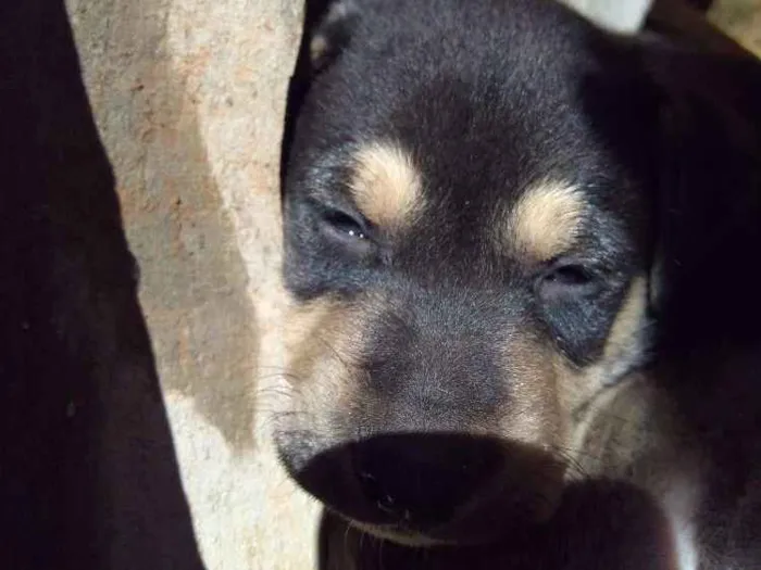 Cachorro ra a Vira lata idade 2 a 6 meses nome Não tem nome ainda