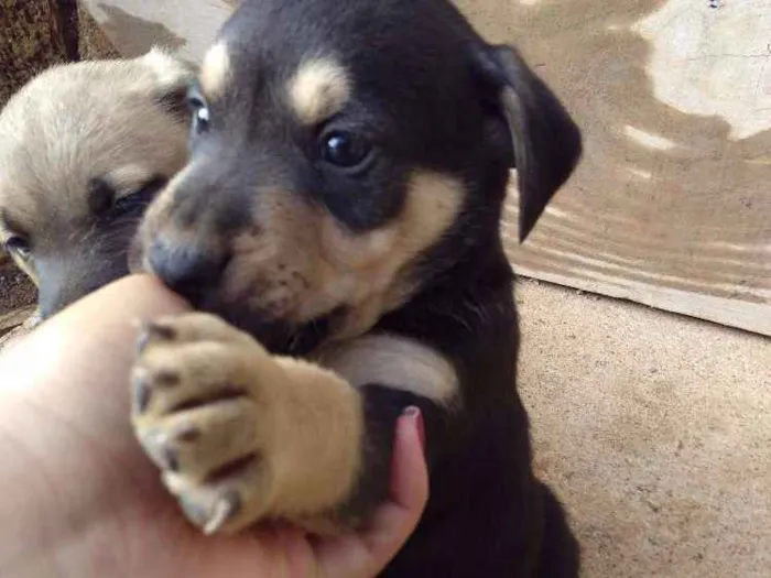 Cachorro ra a Vira lata idade 2 a 6 meses nome Não tem nome ainda