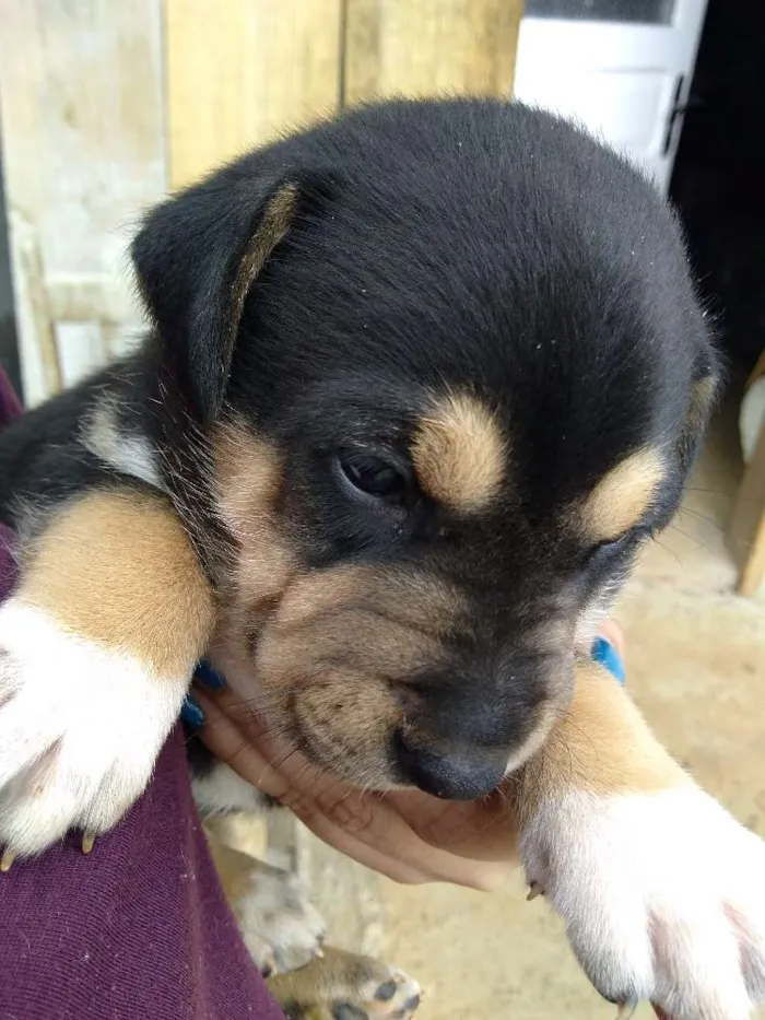 Cachorro ra a Vira lata idade Abaixo de 2 meses nome Pantera