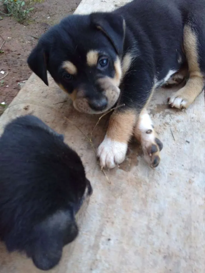 Cachorro ra a Vira lata idade Abaixo de 2 meses nome Pantera