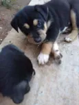 Pantera
