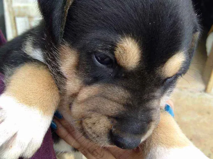 Cachorro ra a Vira lata idade Abaixo de 2 meses nome Pantera