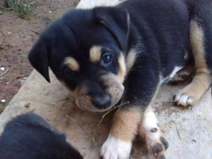 Cachorro ra a Vira lata idade Abaixo de 2 meses nome Pantera