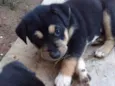 Pantera