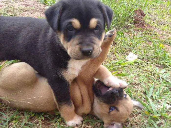 Cachorro ra a Vira lata idade Abaixo de 2 meses nome Pantera