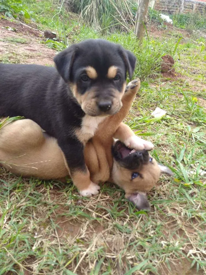 Cachorro ra a Vira lata idade Abaixo de 2 meses nome Bela