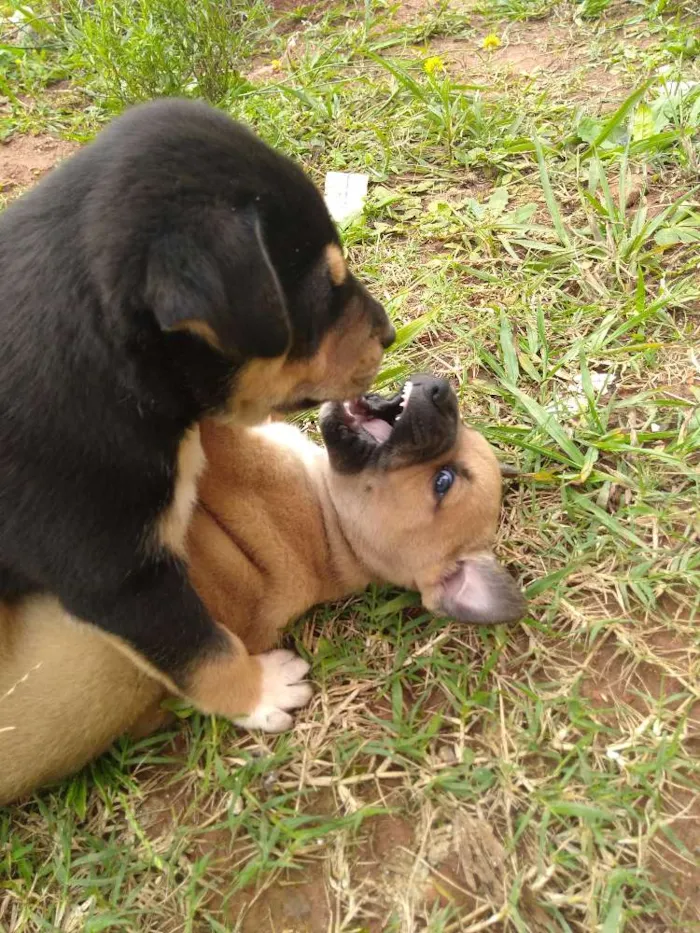 Cachorro ra a Vira lata idade Abaixo de 2 meses nome Bela