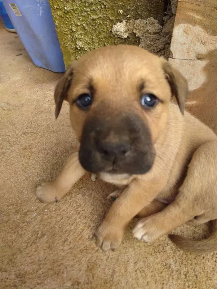 Cachorro ra a Vira lata idade Abaixo de 2 meses nome Bela