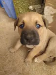 Bela
