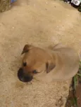 Bela