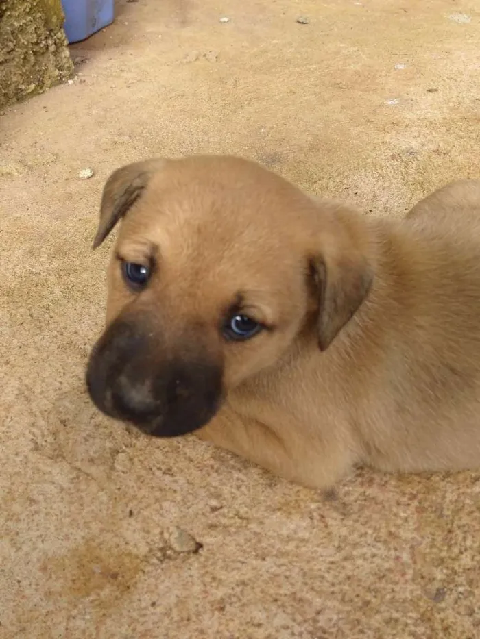 Cachorro ra a Vira lata idade Abaixo de 2 meses nome Bela