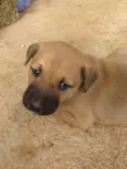 Bela