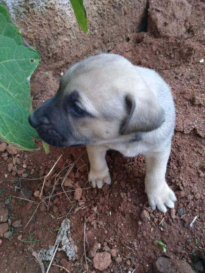 Cachorro ra a Vira lata idade Abaixo de 2 meses nome Glória