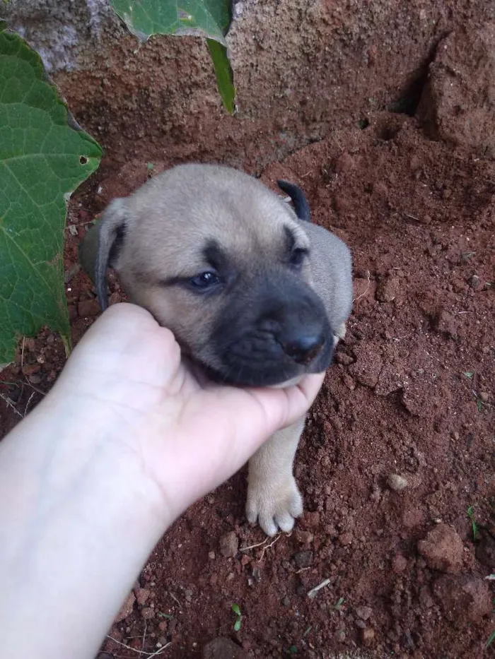 Cachorro ra a Vira lata idade Abaixo de 2 meses nome Glória