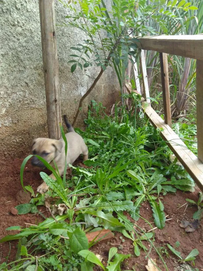 Cachorro ra a Vira lata idade Abaixo de 2 meses nome Glória