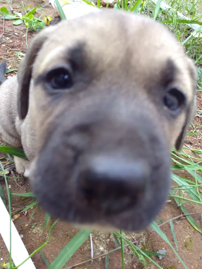 Cachorro ra a Vira lata idade Abaixo de 2 meses nome Glória
