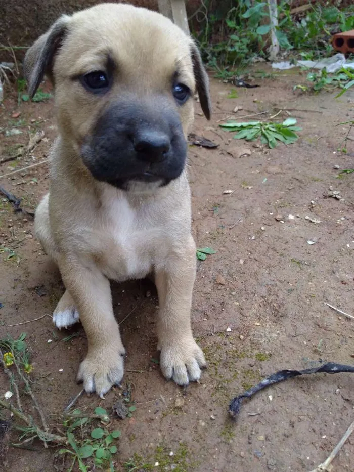 Cachorro ra a Vira lata idade Abaixo de 2 meses nome Glória