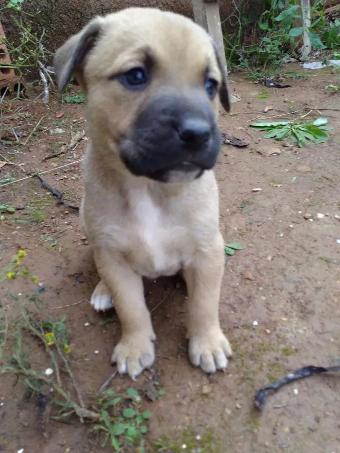 Cachorro ra a Vira lata idade Abaixo de 2 meses nome Glória