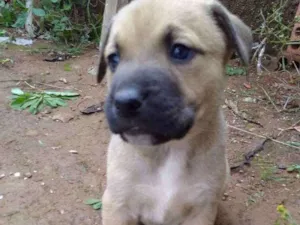 Cachorro raça Vira lata idade Abaixo de 2 meses nome Glória