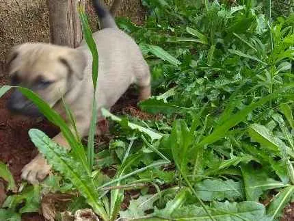 Cachorro ra a Vira lata idade Abaixo de 2 meses nome Glória