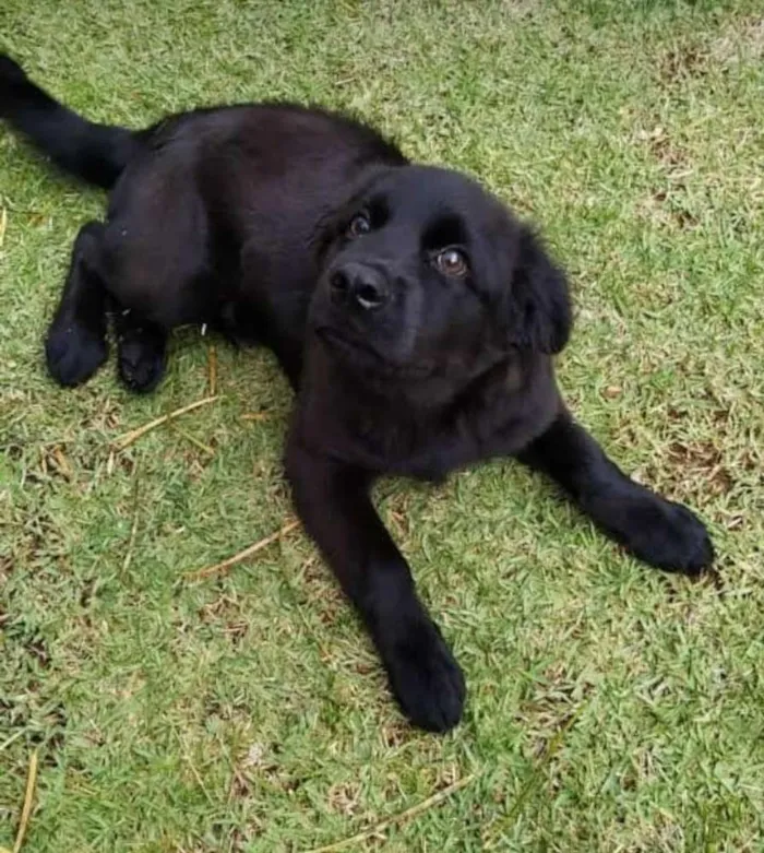Cachorro raça Indefinido com Chow Chow idade 7 a 11 meses nome Nick