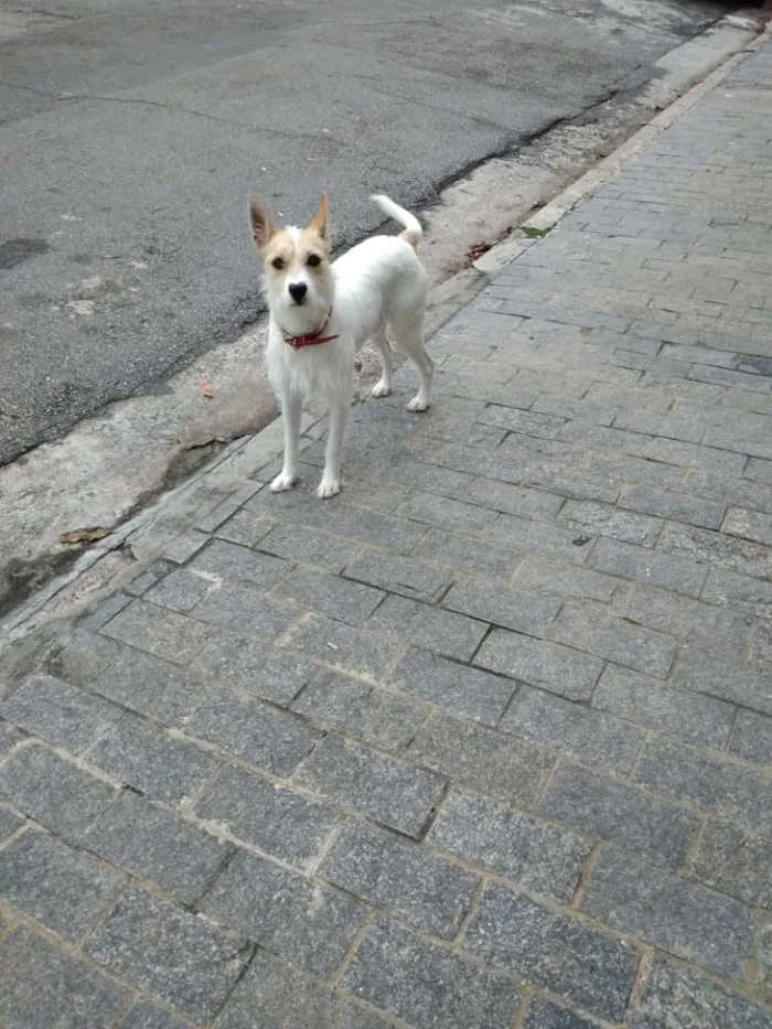 Cachorro ra a Vira-lata idade 1 ano nome Tom Tom