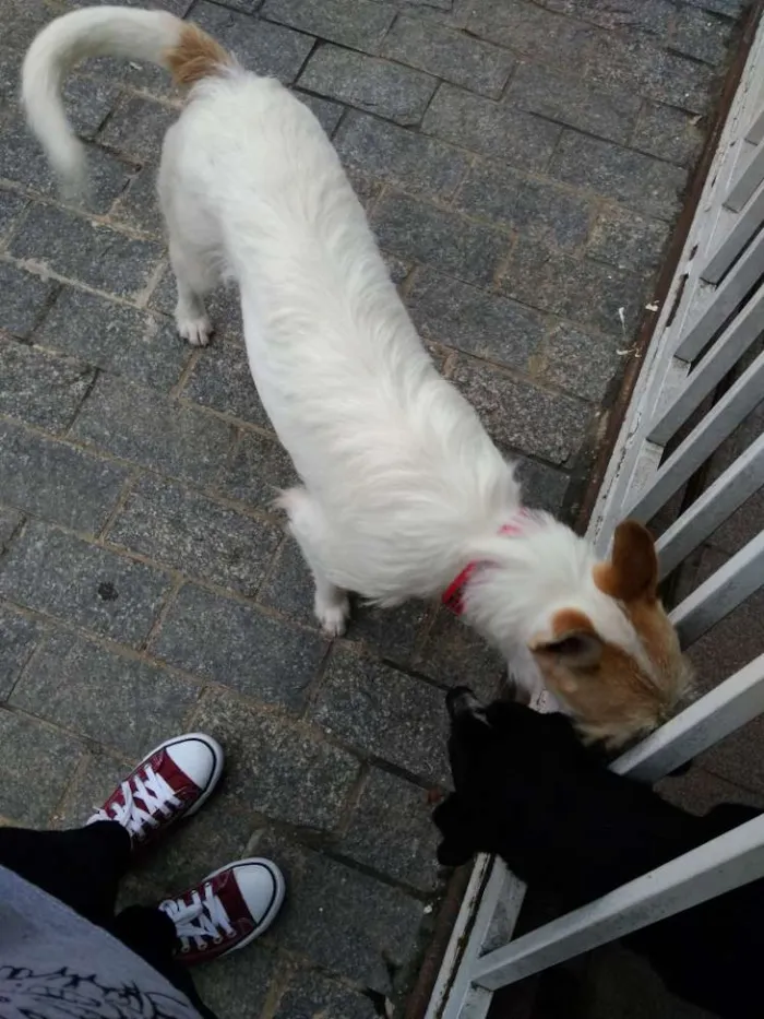Cachorro ra a Vira-lata idade 1 ano nome Tom Tom