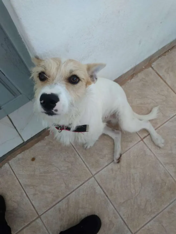 Cachorro ra a Vira-lata idade 1 ano nome Tom Tom